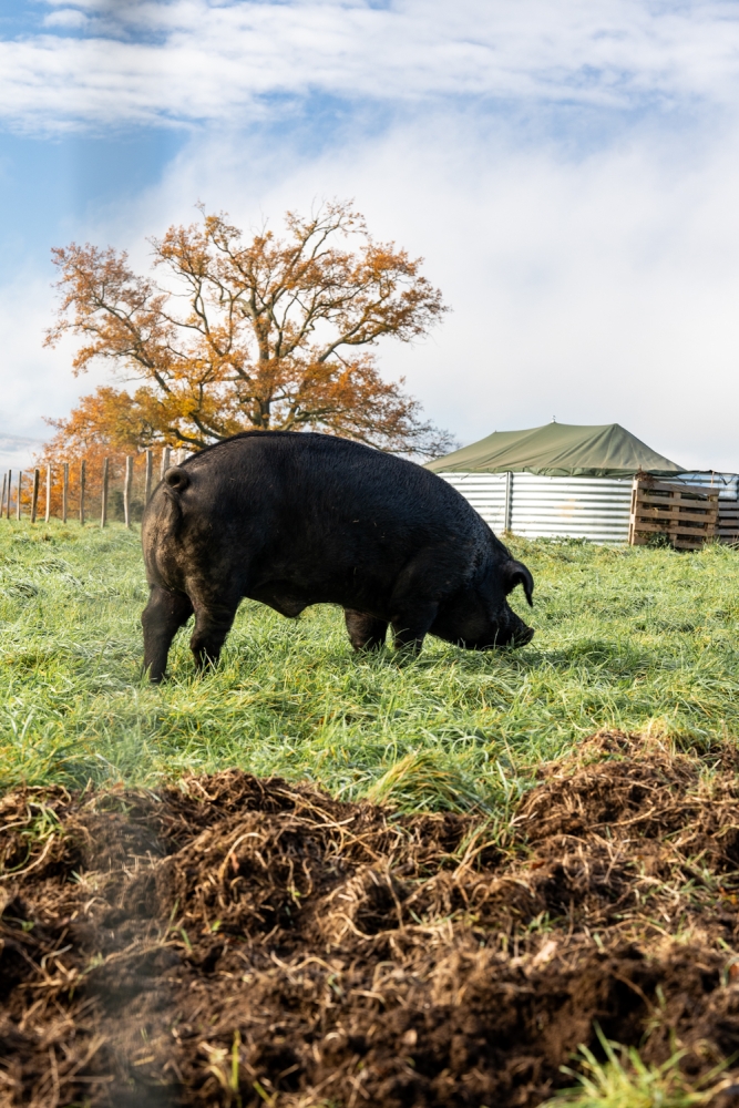 COCHONIODE112024_@leboncliche(cochons)-16