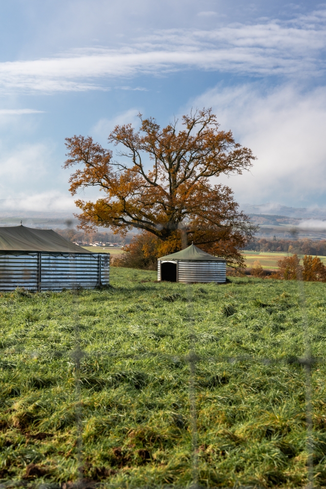 COCHONIODE112024_@leboncliche(cochons)-23