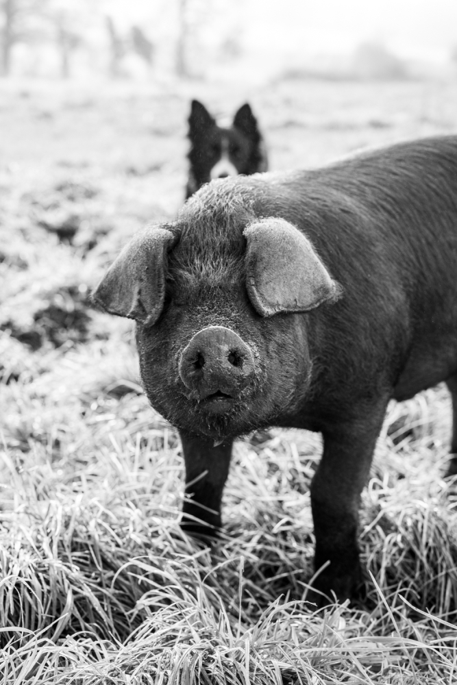 COCHONIODE112024_@leboncliche(cochons)-25