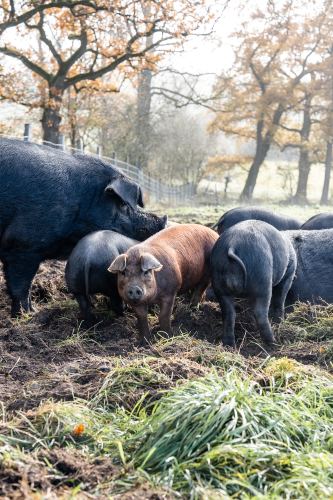 COCHONIODE112024_@leboncliche(cochons)-27