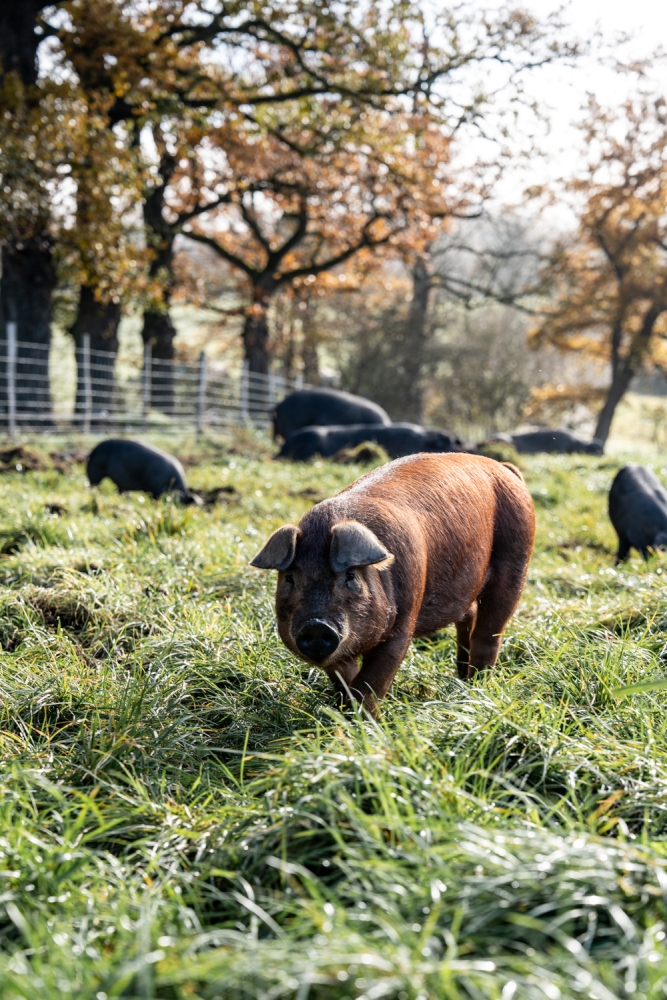 COCHONIODE112024_@leboncliche(cochons)-35