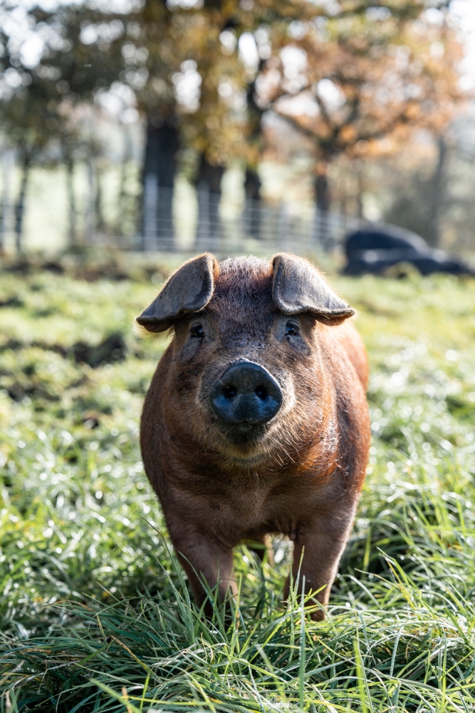 COCHONIODE112024_@leboncliche(cochons)-36