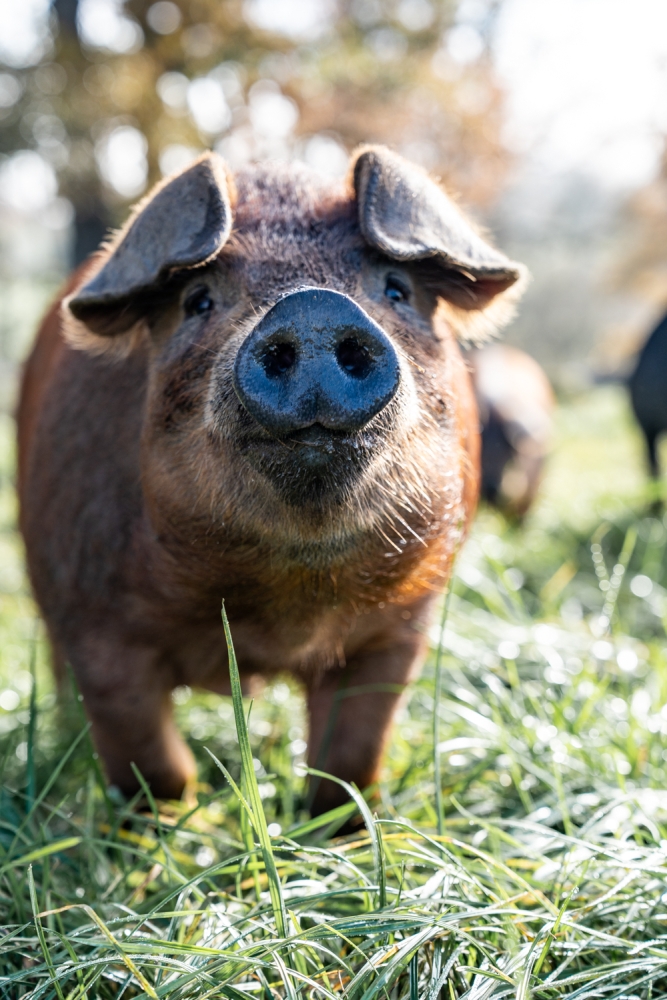 COCHONIODE112024_@leboncliche(cochons)-37