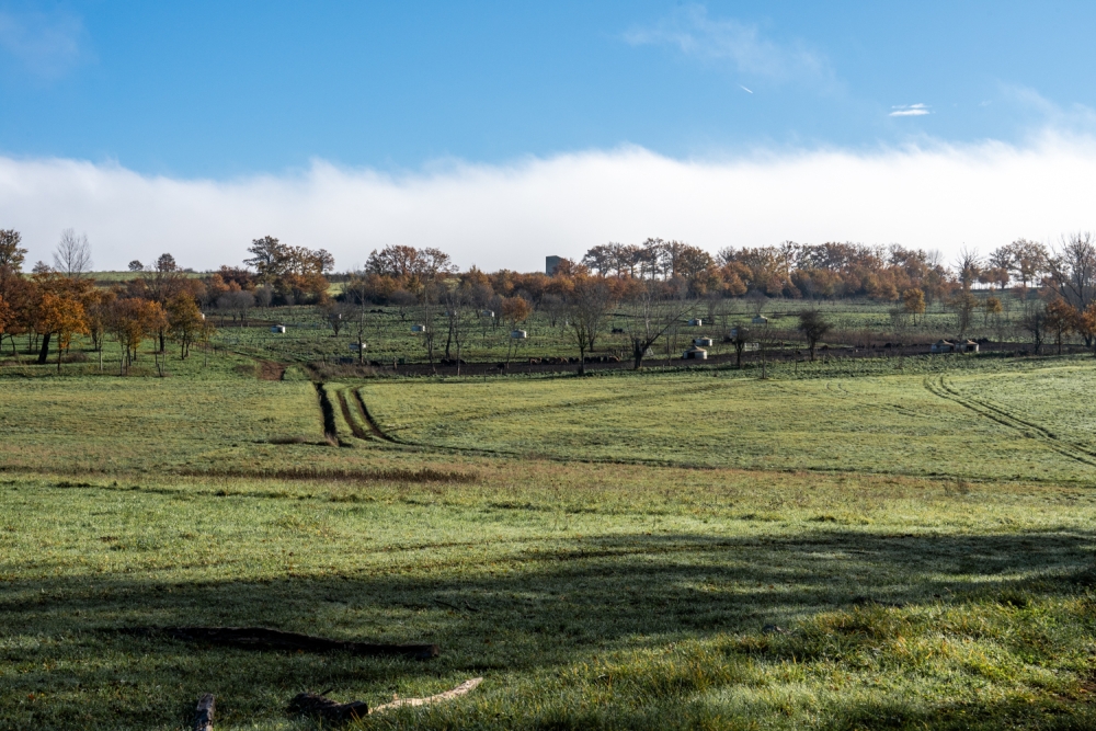 COCHONIODE112024_@leboncliche(cochons)-43