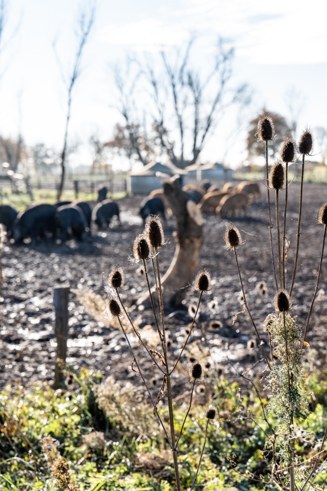 COCHONIODE112024_@leboncliche(cochons)-44