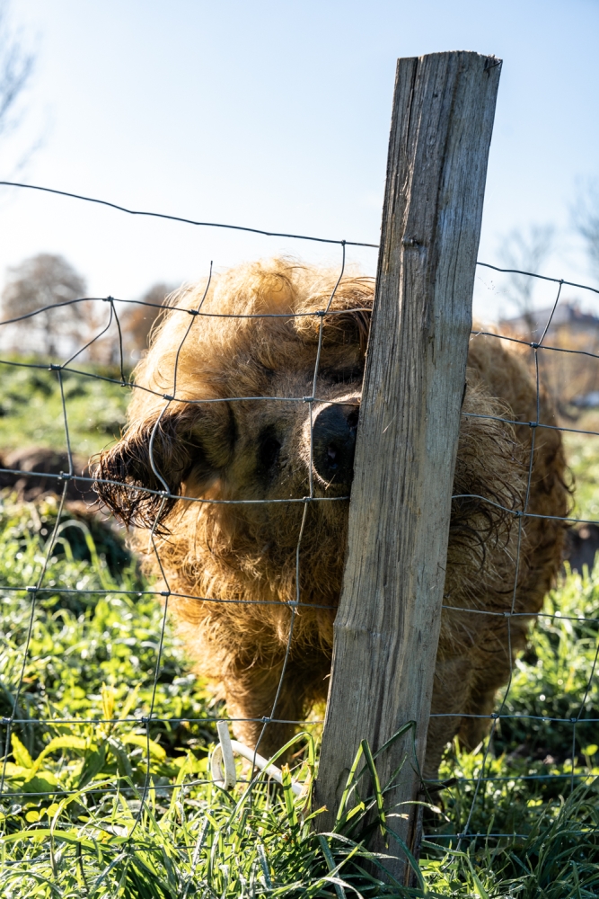 COCHONIODE112024_@leboncliche(cochons)-53