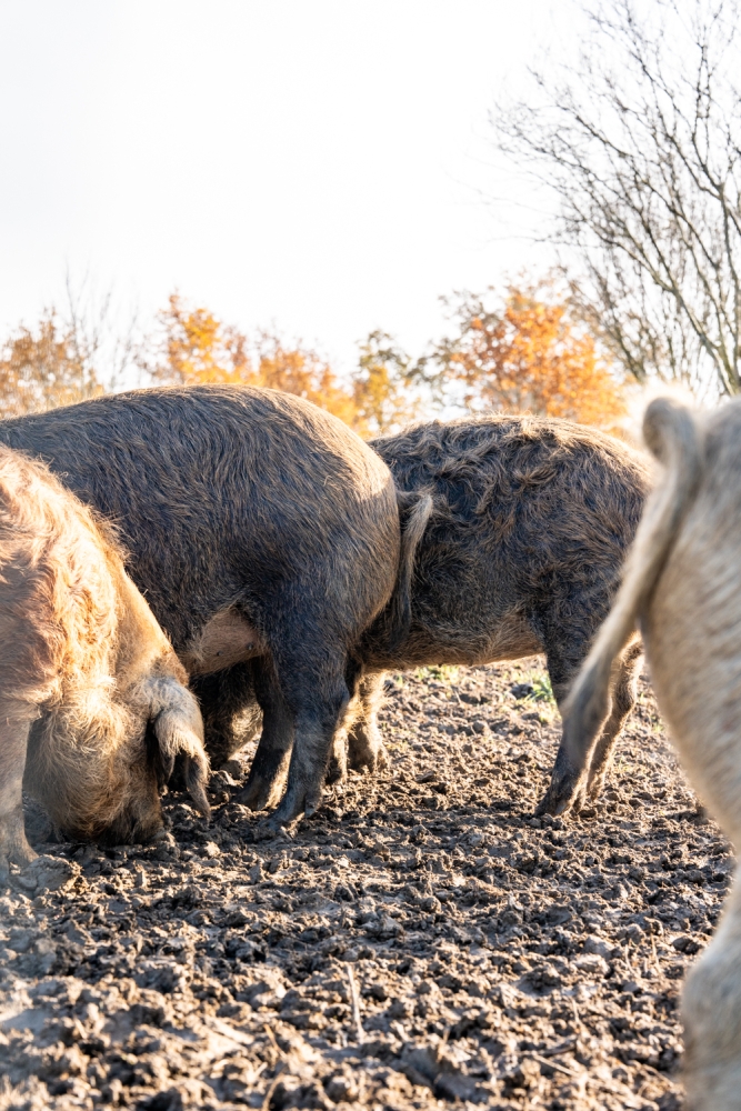 COCHONIODE112024_@leboncliche(cochons)-62