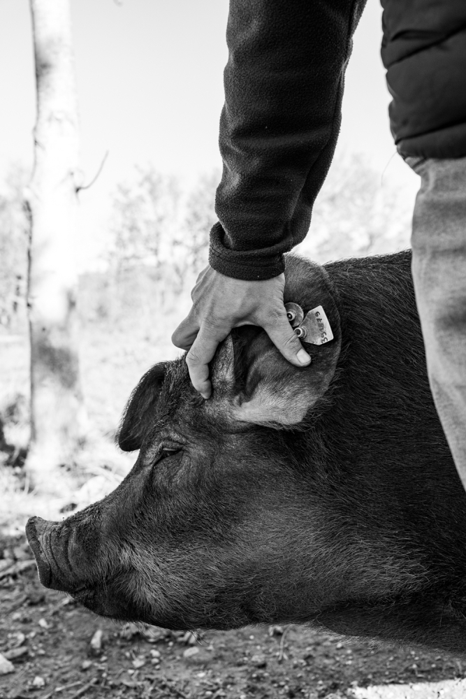 COCHONIODE112024_@leboncliche(cochons)-85