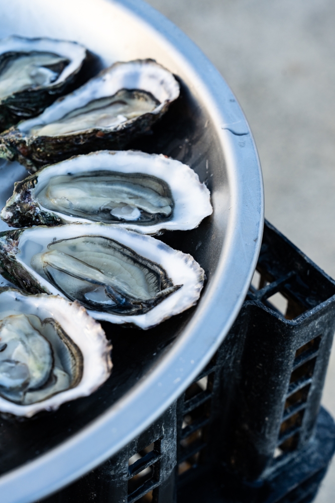 COCHONIODE112024_@leboncliche(huitres)-112