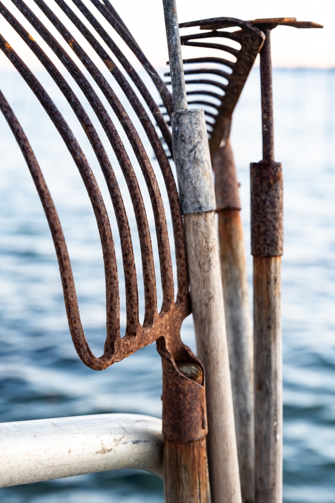 COCHONIODE112024_@leboncliche(huitres)-12