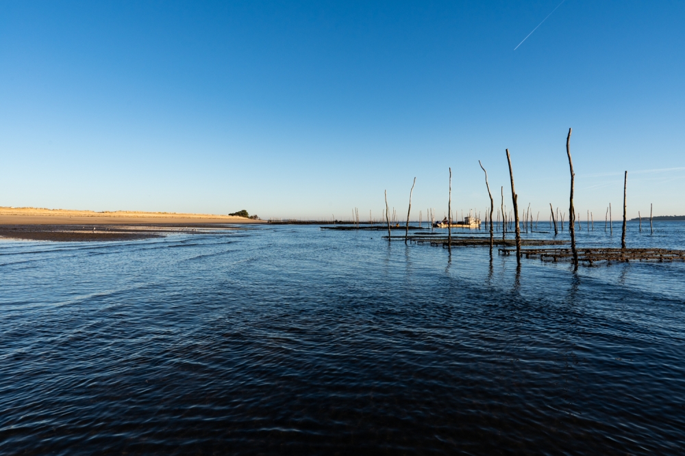 COCHONIODE112024_@leboncliche(huitres)-41