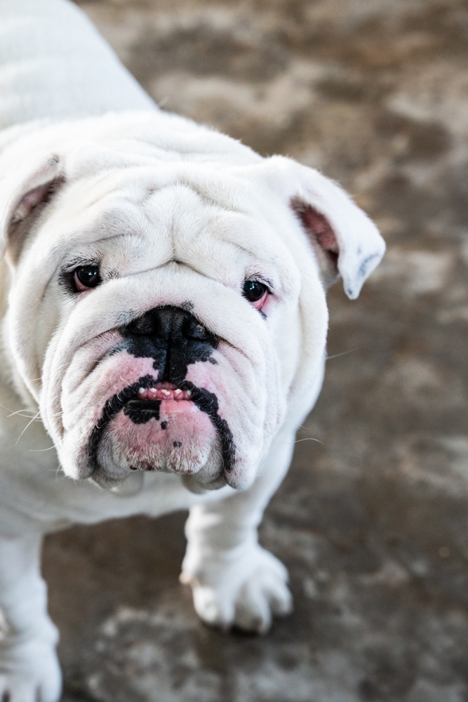 COCHONIODE112024_@leboncliche(huitres)-96