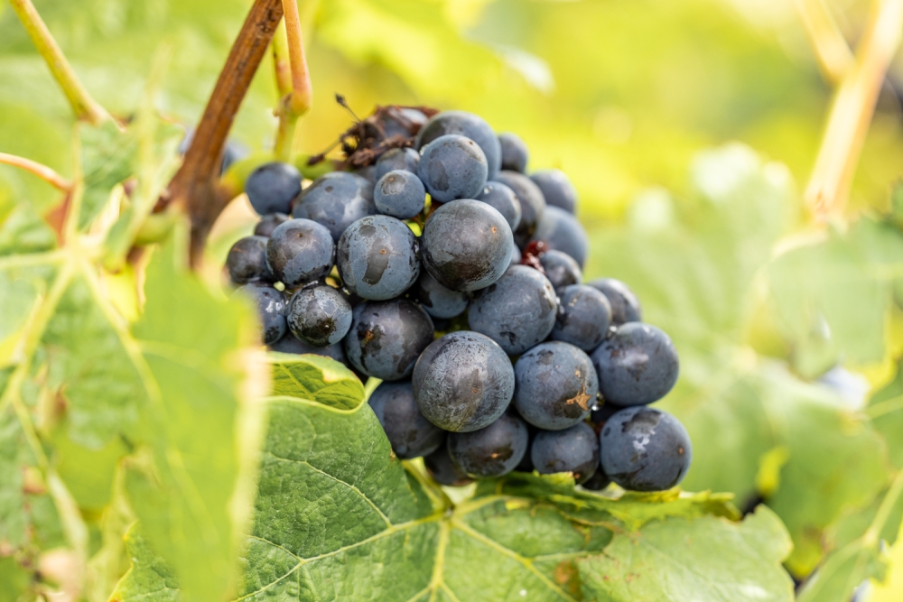 DOMCLAUDEBERNARD092024_@leboncliche-13