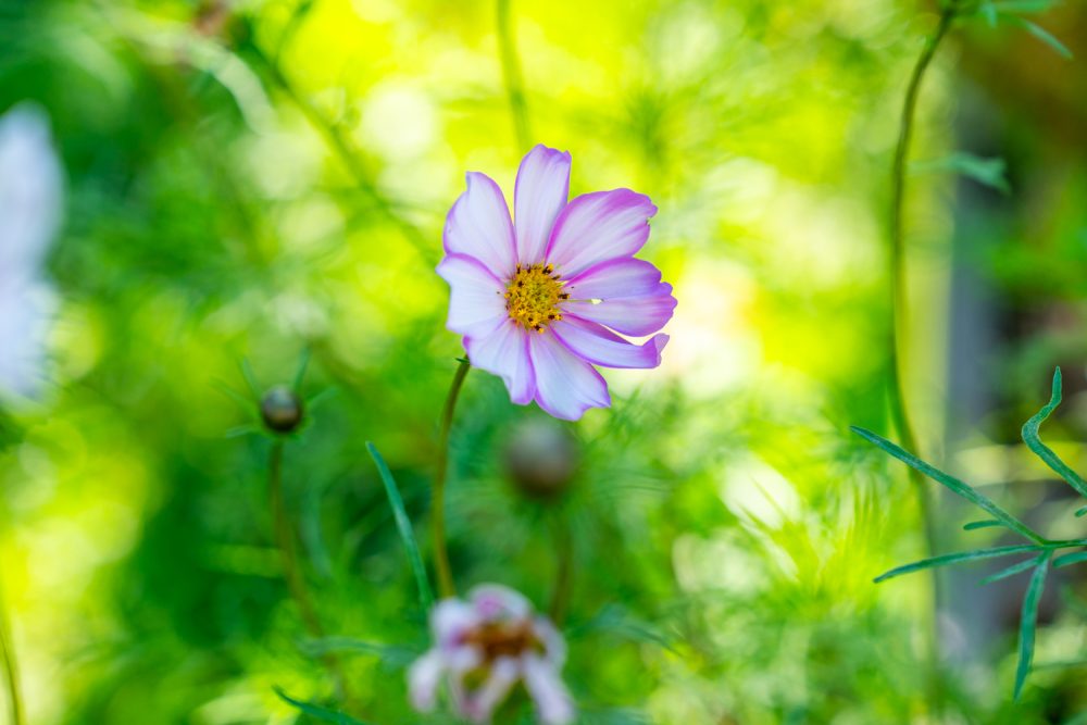 BUREAUFRANCINExVILLEDELYON 102025 @leboncliche-23