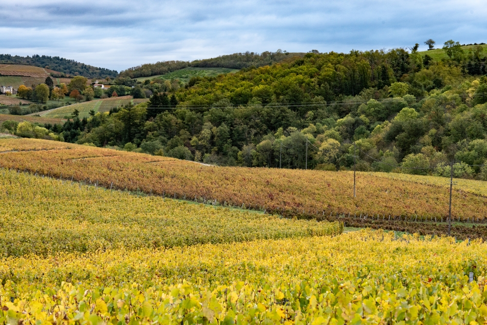 DOMAINEDES6MOULINS112023 @leboncliche-2