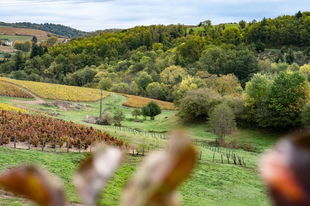 DOMAINEDES6MOULINS112023 @leboncliche-3