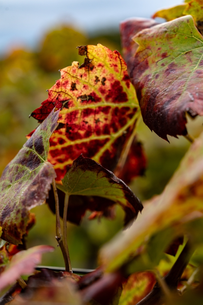 DOMAINE DES 6 MOULINS