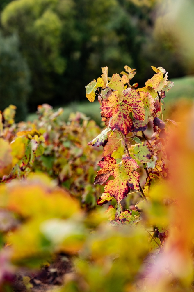 DOMAINEDES6MOULINS112023 @leboncliche-8