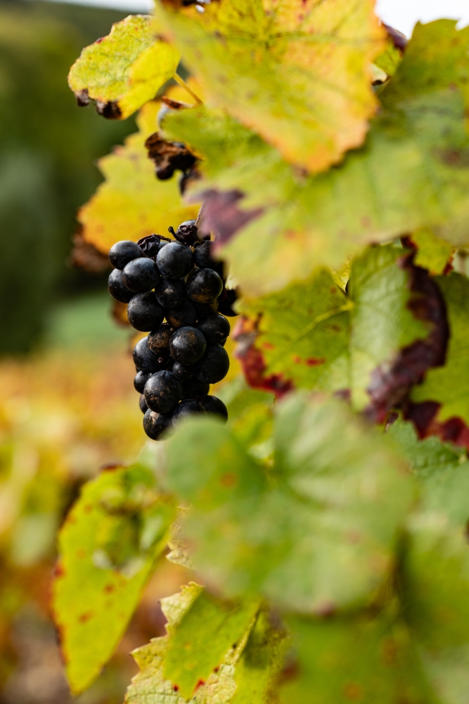 DOMAINEDES6MOULINS112023 @leboncliche-9