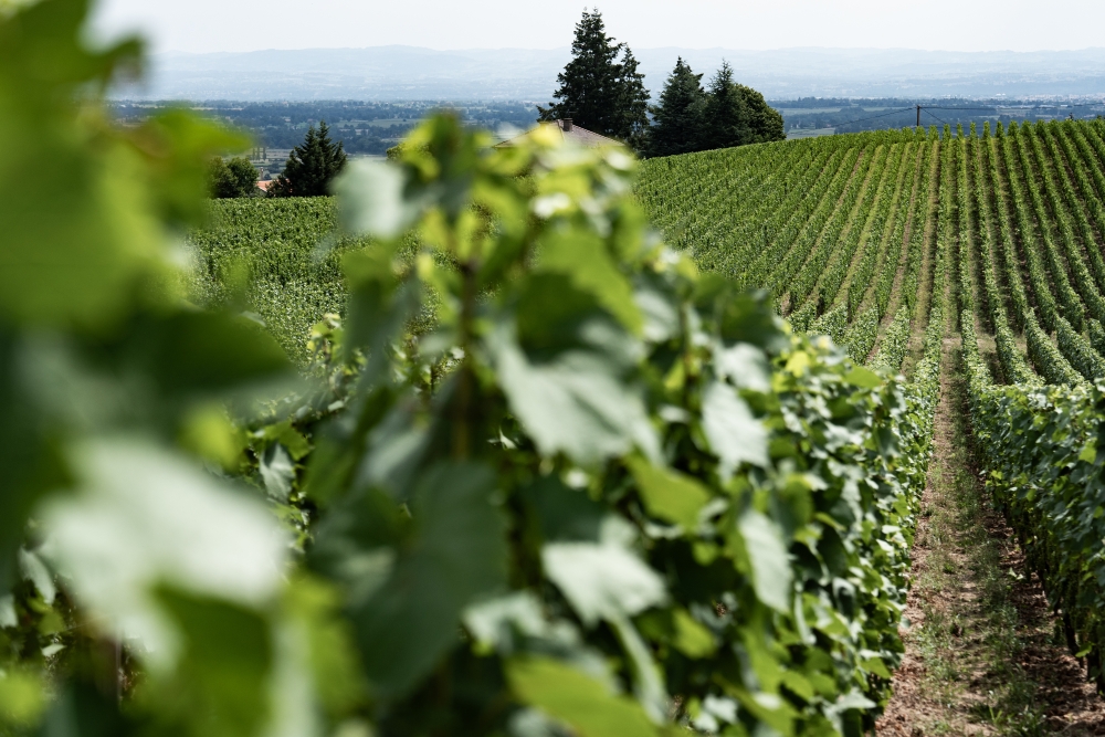 DOMAINESEROL 180723@leboncliche-17