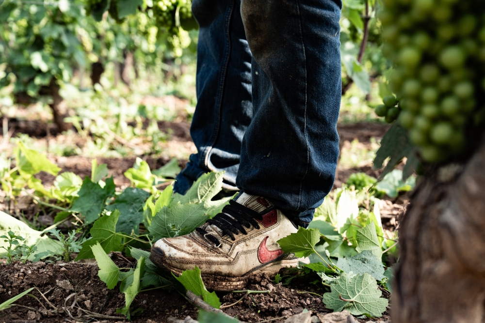 DOMAINESEROL 180723@leboncliche-32