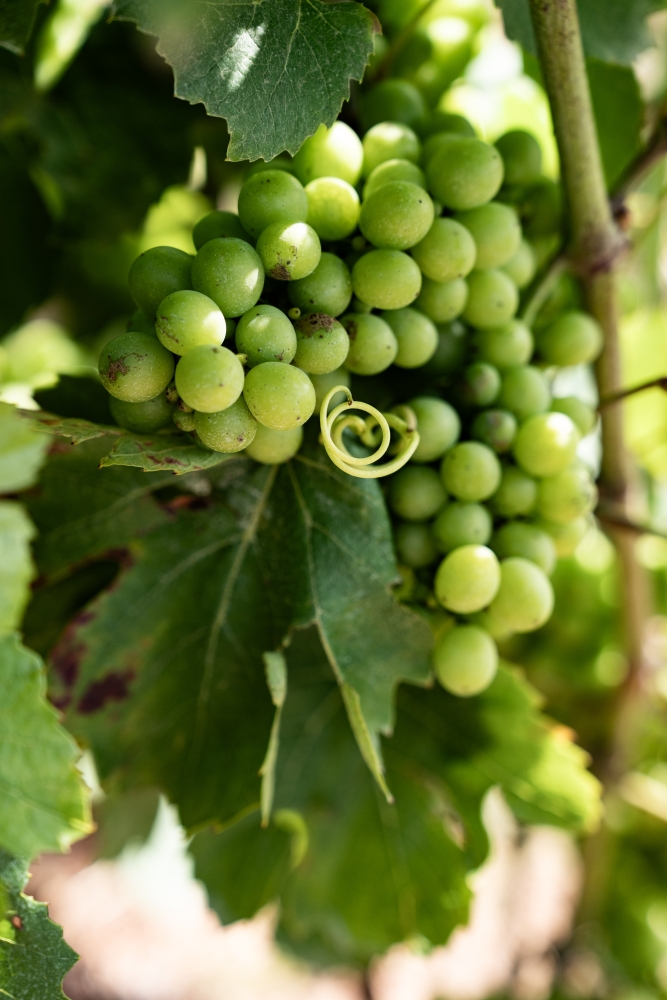 DOMAINESEROL 180723@leboncliche-8 (1)