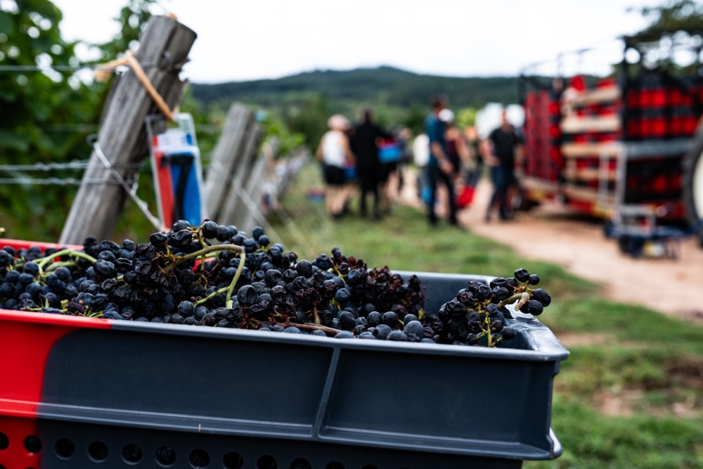 DOMAINESEROL 190923@leboncliche-15