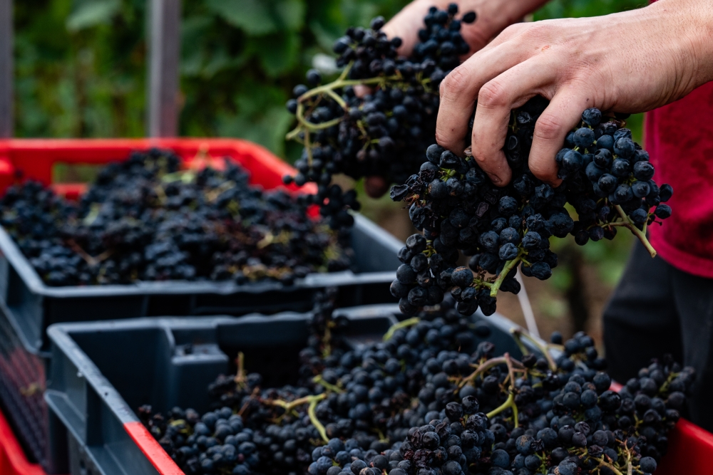 DOMAINESEROL 190923@leboncliche-18