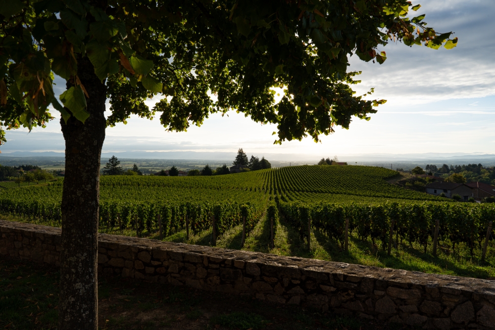 DOMAINESEROL 190923@leboncliche-3