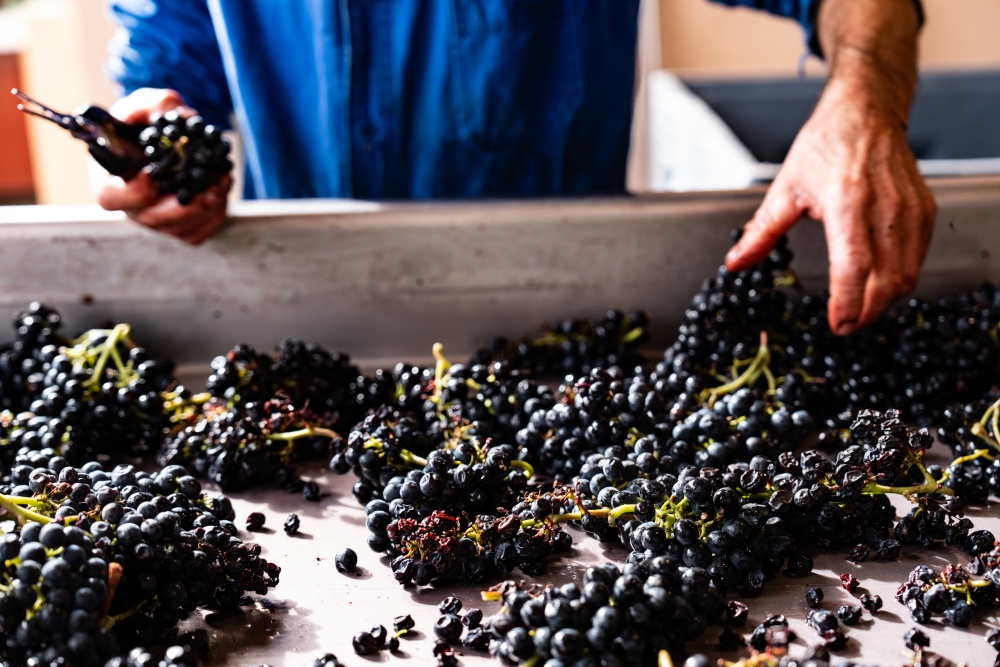 DOMAINESEROL 190923@leboncliche-41