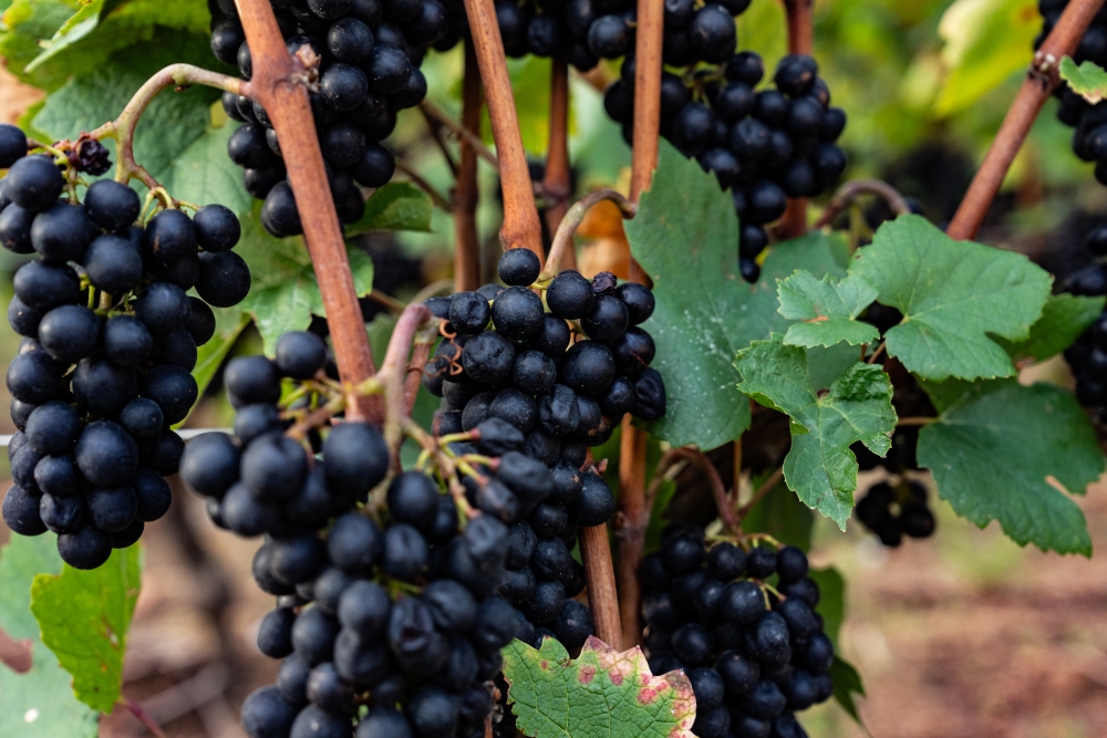 DOMAINESEROL 190923@leboncliche-6