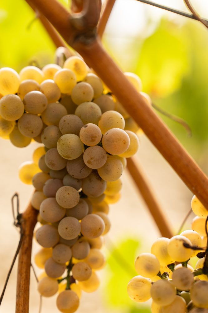 MAISONBONNARD 092025 @leboncliche-45