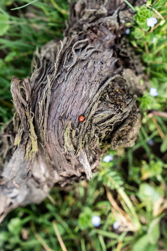 ODGPOUILLYFUISSE032024 @leboncliche-27