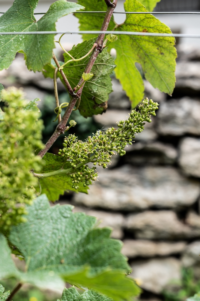 ODGPOUILLYFUISSE052024 @leboncliche-19