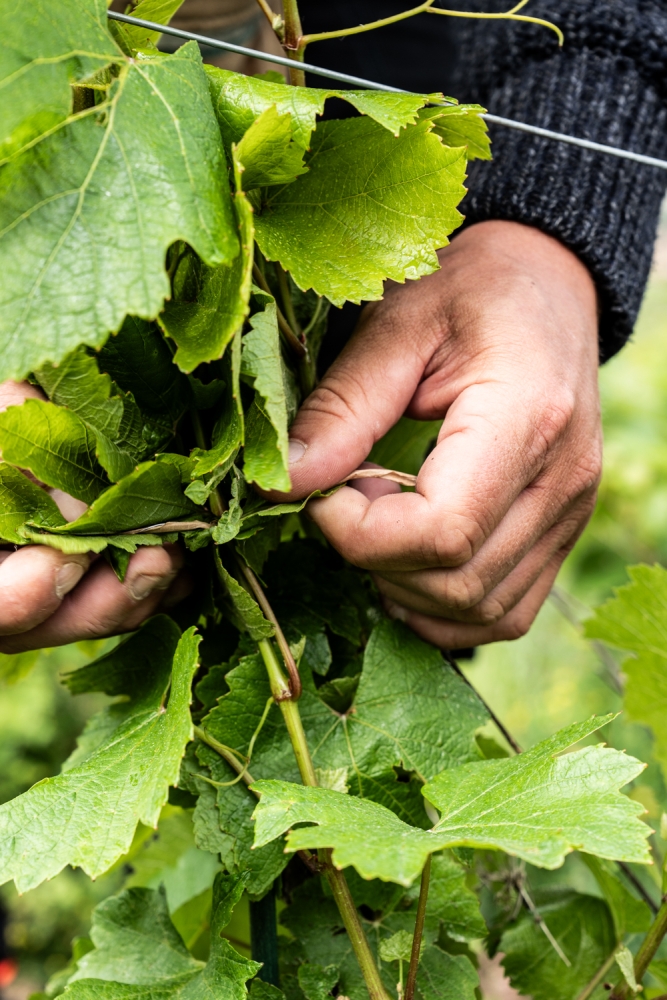 ODGPOUILLYFUISSE052024 @leboncliche-31