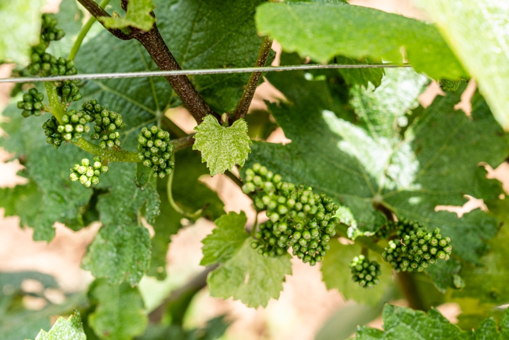 ODGPOUILLYFUISSE052024 @leboncliche-38