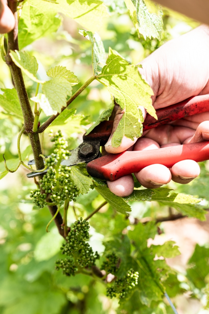 ODGPOUILLYFUISSE052024 @leboncliche-48